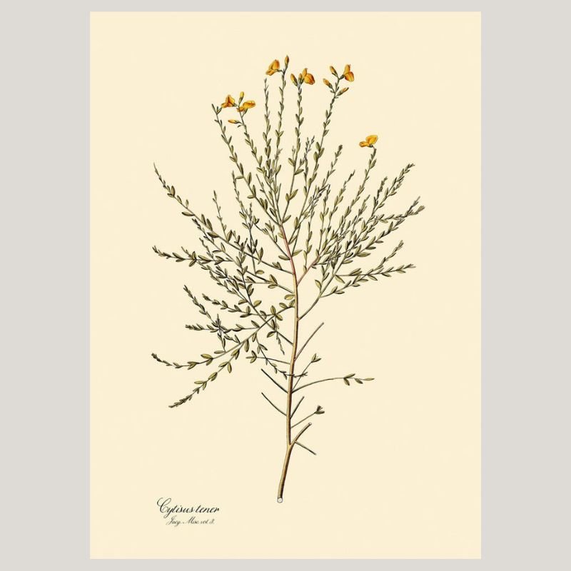 Cytisus Tener Framed Botanical Art Print - 50x70 3103 - Uneeka